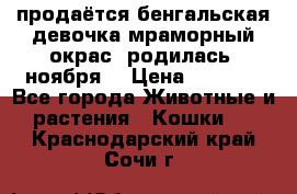 продаётся бенгальская девочка(мраморный окрас).родилась 5ноября, › Цена ­ 8 000 - Все города Животные и растения » Кошки   . Краснодарский край,Сочи г.